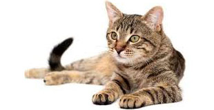 Animais domésticos